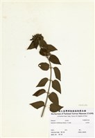 藏品(毛茉莉)的圖片